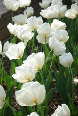 Tulipes blanches au jardin au printemps