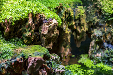 The idea of decorating a home interior aquarium with stones, duckweed and green moss