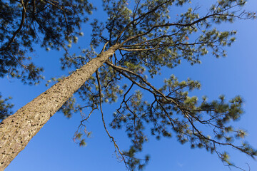 Fototapeta premium Pine with sky at Phukradung National Park, Loei, Thailand