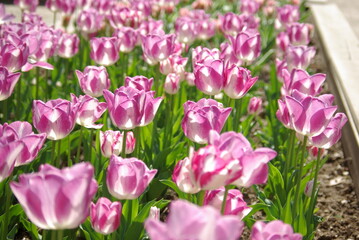 Tulipes roses au soleil