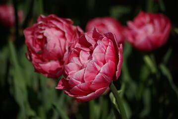 Tulipe rose à fleur double