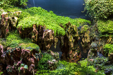 The idea of decorating a home interior aquarium with stones, duckweed and green moss