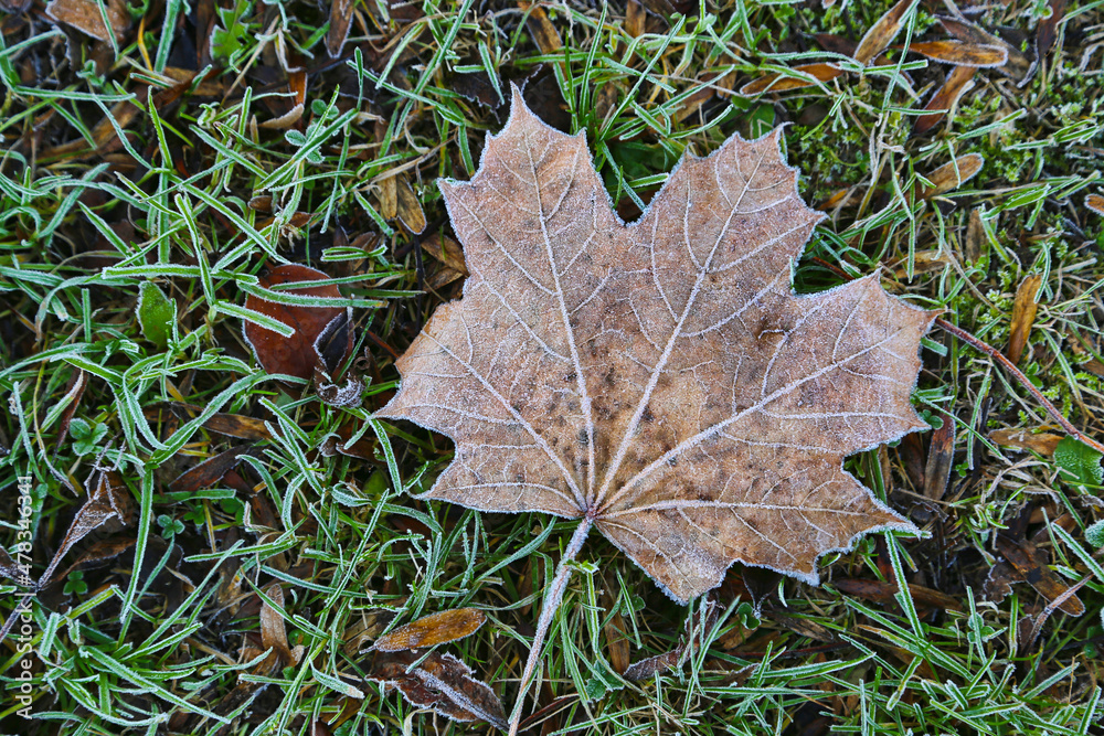 Canvas Prints fallen leaf of maple tree on the grass covered with frost