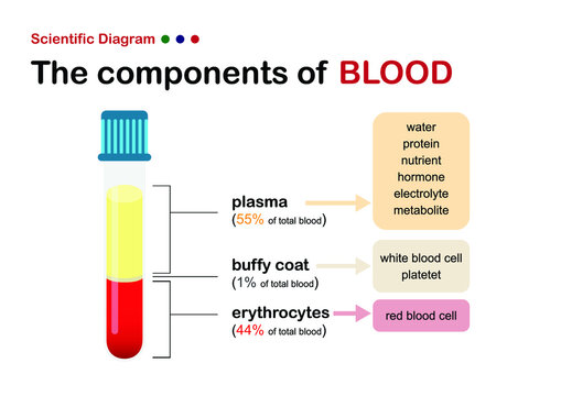 scientific diagram show the component of blood contained plasma, white blood cell and red blood cell
