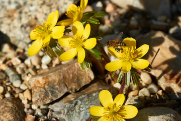 Winterlinge mit Biene © Karin Jähne