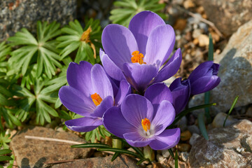 Krokus in der Morgensonne