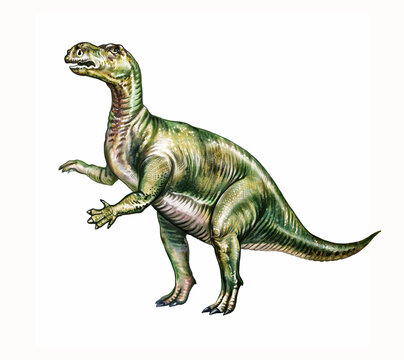 Muttaburrasaurus, ornithischian dinosaur