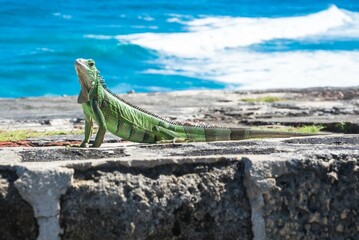 Puerto Rico: natural beauties, adventure and unique experiences
The island lies in the Caribbean...