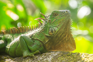 Green iguana, Arenal National Park, La Fortuna, Costa Rica