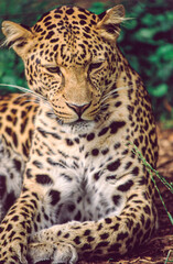 Portrait of a female Amur Leopard.