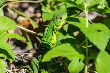 Common basilisk (Basiliscus basiliscus) lizard, Monteverde Cloud Forest Reserve, Costa Rica