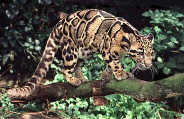A beautifully spotted Clouded leopard prowling through the forest.