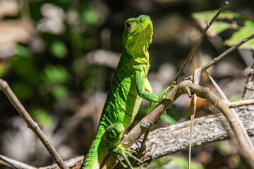 Common basilisk (Basiliscus basiliscus) lizard, Monteverde Cloud Forest Reserve, Costa Rica