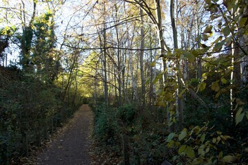 Allée d'arbre sous un soleil d'automne