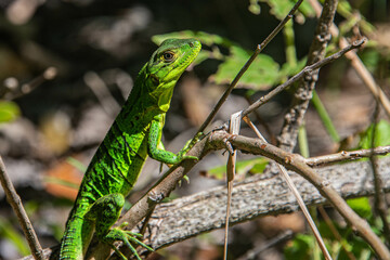 Naklejka na ściany i meble Common basilisk (Basiliscus basiliscus) lizard, Monteverde Cloud Forest Reserve, Costa Rica