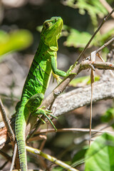Common basilisk (Basiliscus basiliscus) lizard, Monteverde Cloud Forest Reserve, Costa Rica