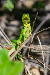 Common basilisk (Basiliscus basiliscus) lizard, Monteverde Cloud Forest Reserve, Costa Rica