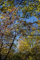 Allée d'arbre sous un soleil d'automne