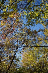 Allée d'arbre sous un soleil d'automne