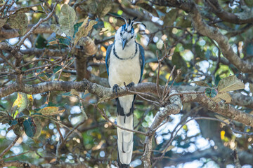Blue and white Magpie-Jay bird, Rincon de la Vieja National Park, Guanacaste, Costa Rica