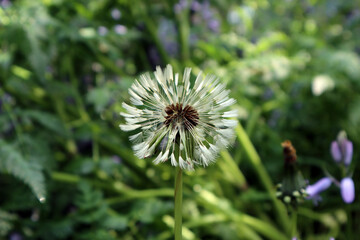 close-up of dandelion