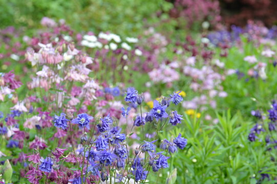 Naturgarten mit bl&uuml;henden Akelei