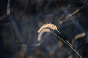 close up of grass