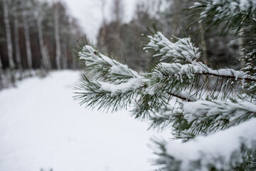 Branches of spruce with fresh snow on.