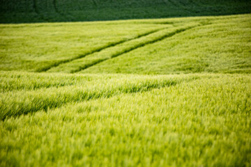 Landschaft Frühling grüne Landschaften Felder und wiesen Natur Biosphäre Naturschutz nachhaltig  Getreide Wolken Himmel 