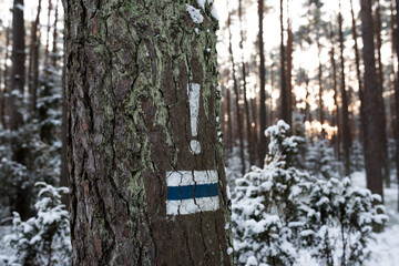 Fototapeta premium Blue hiking trail sign on tree in the middle of the forest, Poland. 