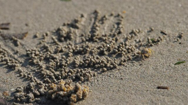 Soldier Crab Roll Sand Balls