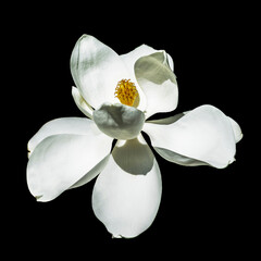 magnolia with white petals and golden stamen isolated on black