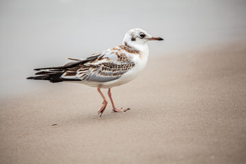 Seagull in the natural environment on the Baltic Sea.