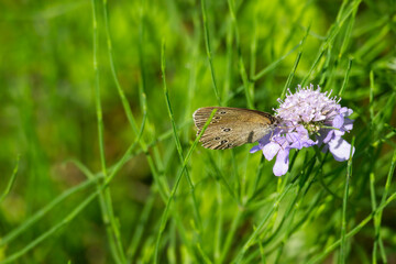 Ringlet (Aphantopus hyperantus) butterfly sitting on a purple flower in Zurich, Switzerland