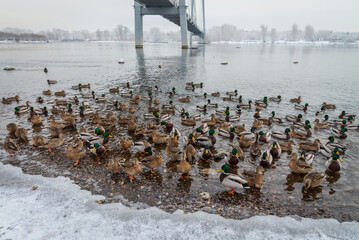 Ducks winter in the city near the bridge