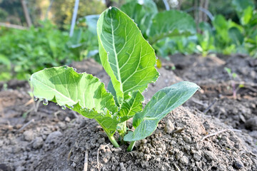 closeup the ripe green cauliflower plant growing in the farm over out of focus green brown background.