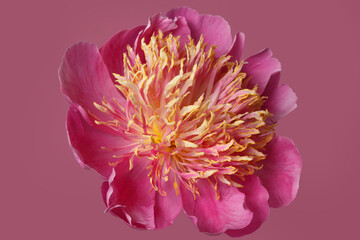 Bright peony flower with pink petals and lush orange stamens isolated on a pink background.