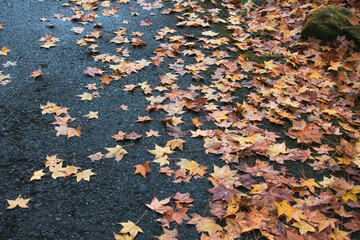 Fallen leaves on the floor