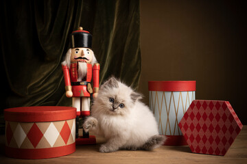Ragdoll cat, small cute kitten portrait, in a Christmas setting with presents and a nutcracker