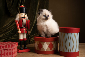 Ragdoll cat, small cute kitten portrait, in a Christmas setting with presents and a nutcracker