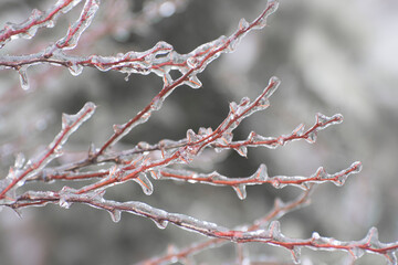 Ice-covered branches with icicles, close up. Icing trees on a winter day after freezing rain in Ukraine.