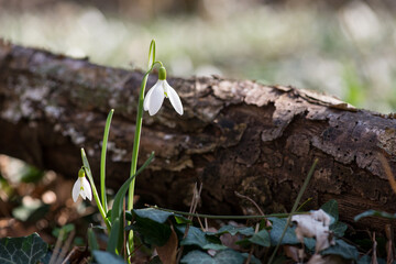 Close up of snowdrop flowers blooming in sunny spring day - selective focus, copy space