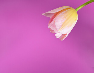 Delicate tulip flower on bright raspberry background.  Floral card with one seasonal flower