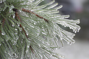 Ice-covered branches of pine with icicles, close up. Icing trees on a winter day after freezing...