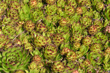 Joubarbe, joubarbes, joubarbe sempervivum, plante, grasse, plante grasse, tropical, vert, rouge, rocaille, jardin, horticulture, nature, sauvage, macro, gros plan