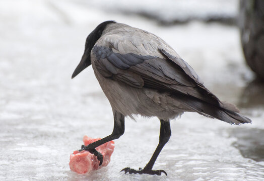 The grey crow Corvus cornix eats bone. Birds in winter.