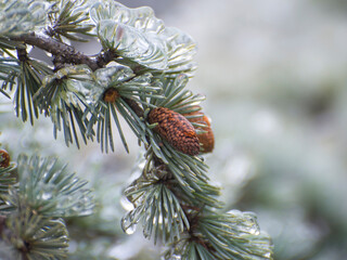 Ice-covered spruce with icicles, close up. Icing trees on a winter day after freezing rain in forest.