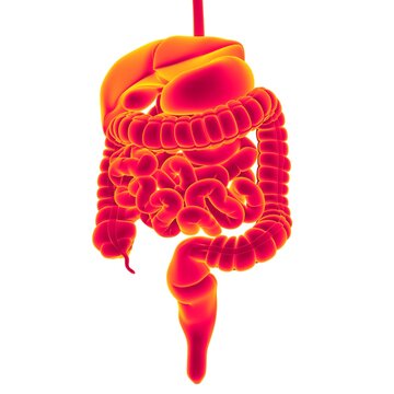 Human Digestive System Anatomy For Medical Concept 3D Rendering