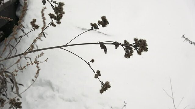 Dry thistle plant in snow