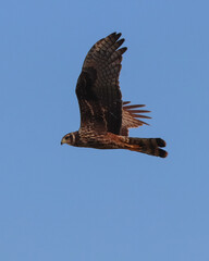 red tailed hawk